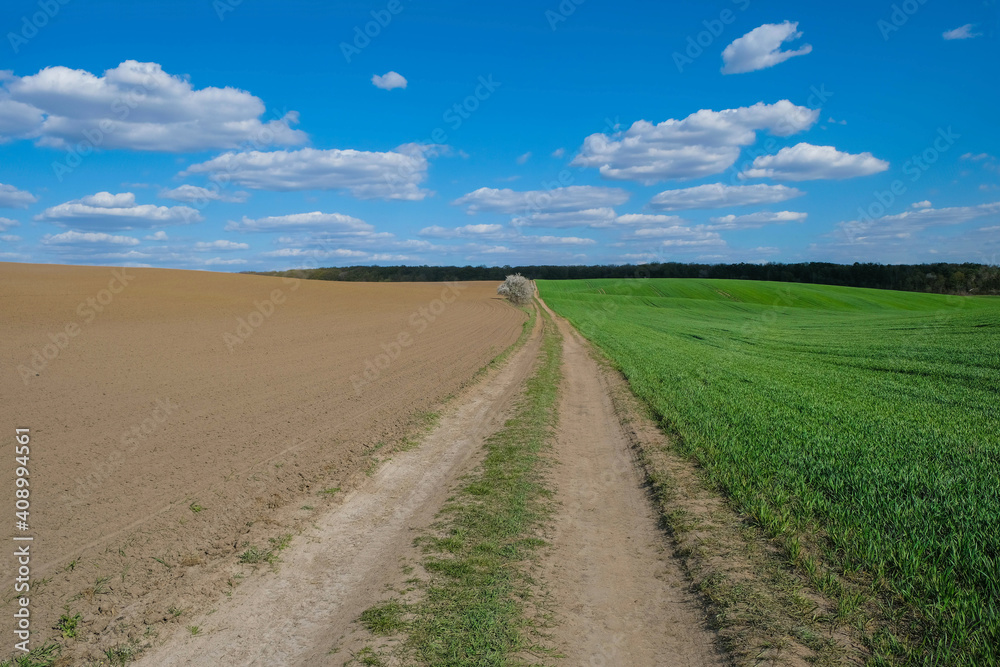 Dirt road and cultivated land prepared for sowing. Field with green wheat. Agriculture concept. Copy space.