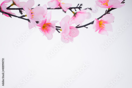 Chinese New Year design with cherry blossom on white background