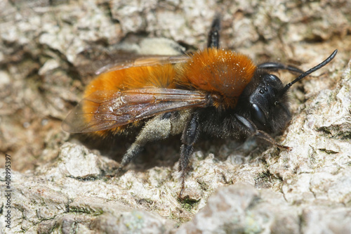 Close up of a female tawny mining bee, Andrena fulva photo