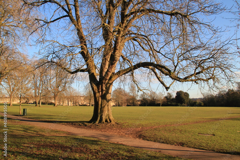 Obraz premium tree in the park