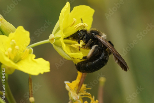 Close up of the black mining bee, Andrena pilipes on a yellow fl photo