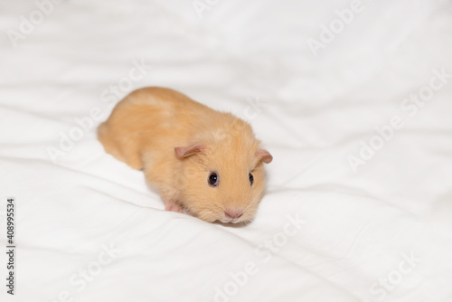 Cute domestic guinea pig pup on a soft pillow. Caviidae or cavy rodent.
