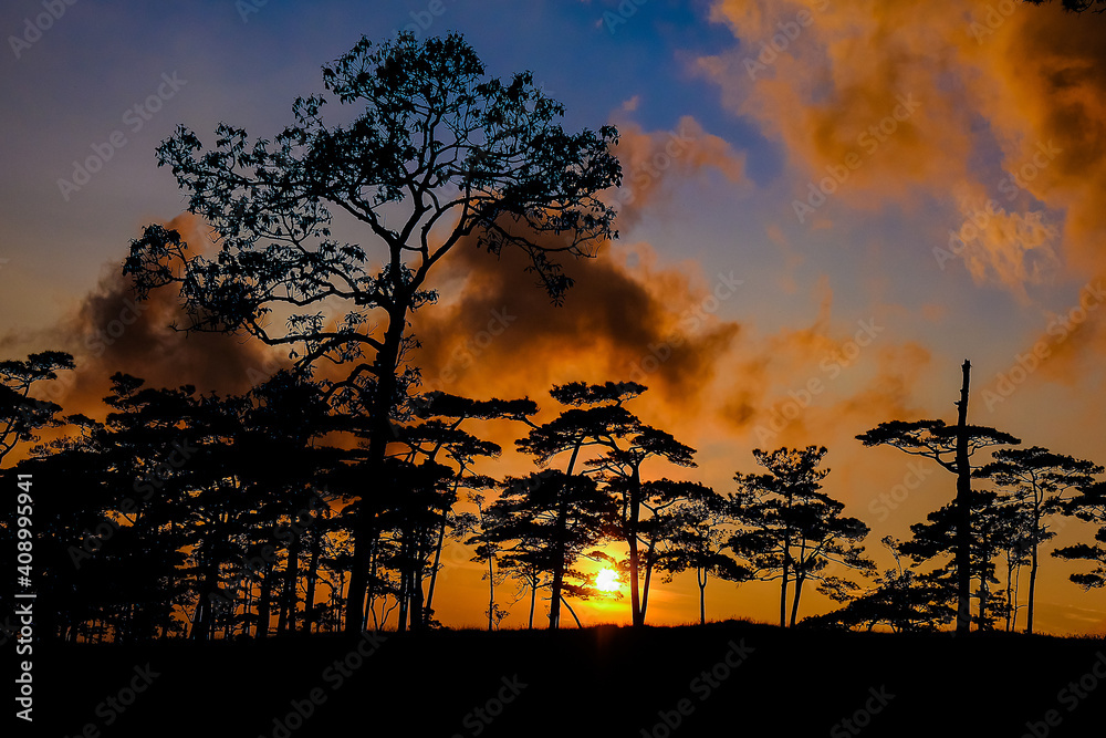 Naklejka premium The silhouette of the tree at the sunset is a beautiful background.