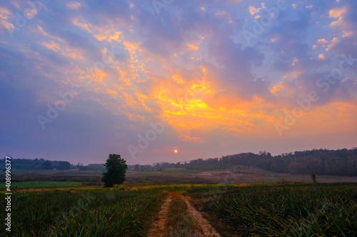 The entrance to the pineapple plantation at sunrise in the morning is a beautiful background.