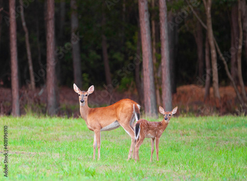 Whitetail fawn and mom