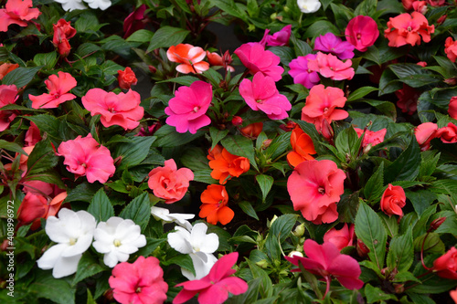 Impatiens walleriana flowers. Beautiful fresh flowers. Summer nature. Garden, park or wild nature plant. photo