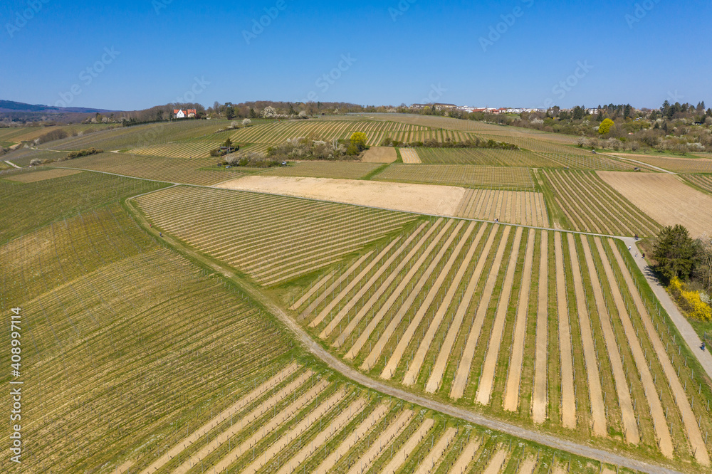 Bird's eye view of the vineyards of Frauenstein / Germany in spring 