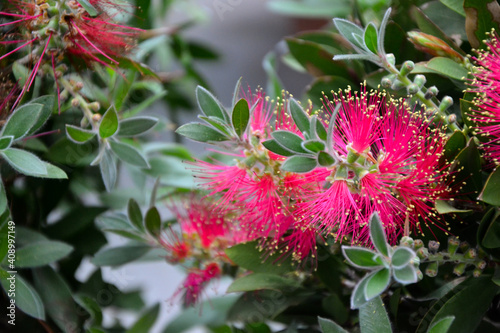 Beautiful fresh flowers. Calliandra haematocephala plant. Albizia. Mimosa. Calliandra eriophylla flower. Summer nature. Garden, park or wild nature plant. photo