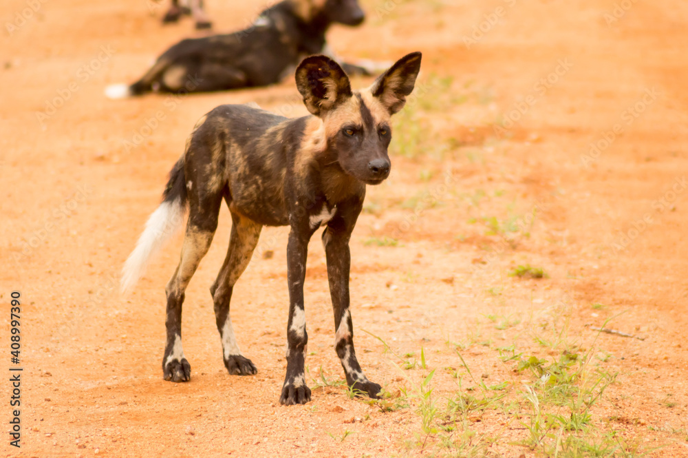 African wild dog (Lycaon pictus), African wild dog (Lycaon pictus),