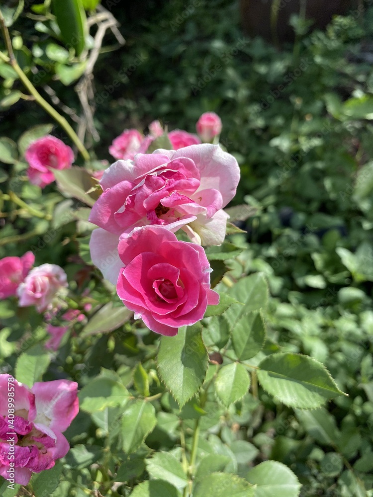 pink rose flower in nature garden