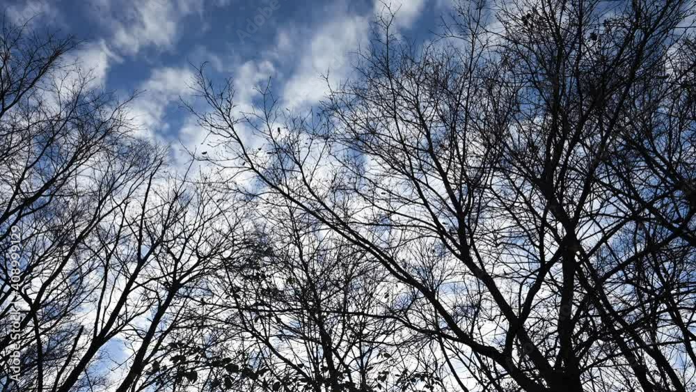 Stunning view of a mackerel sky with the silhouette of some trees in the foreground. A mackerel sky is a common term for clouds made up of rows of cirrocumulus or altocumulus clouds. Stunning view of a mackerel sky with the silhouette of some trees in the foreground. A mackerel sky is a common term for clouds made up of rows of cirrocumulus or altocumulus clouds.