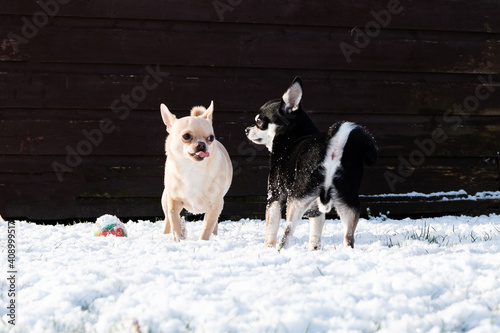 Short-haired Black And Cream Color Chihuahuas Playing Together In The Snow