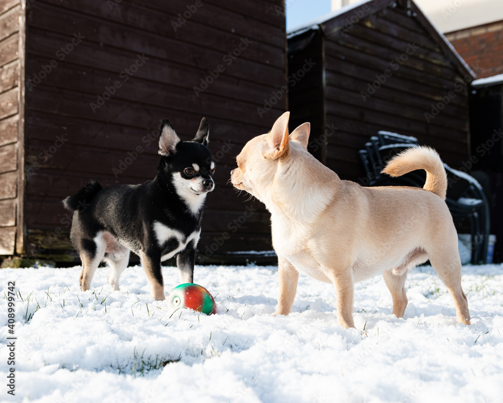 Short-haired Black And Cream Color Chihuahuas Standing In The Snow With Their Toy