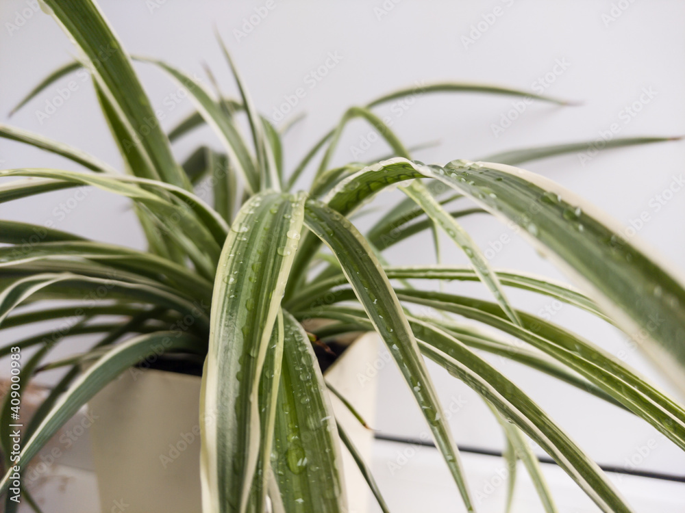 Chlorophytum plant
