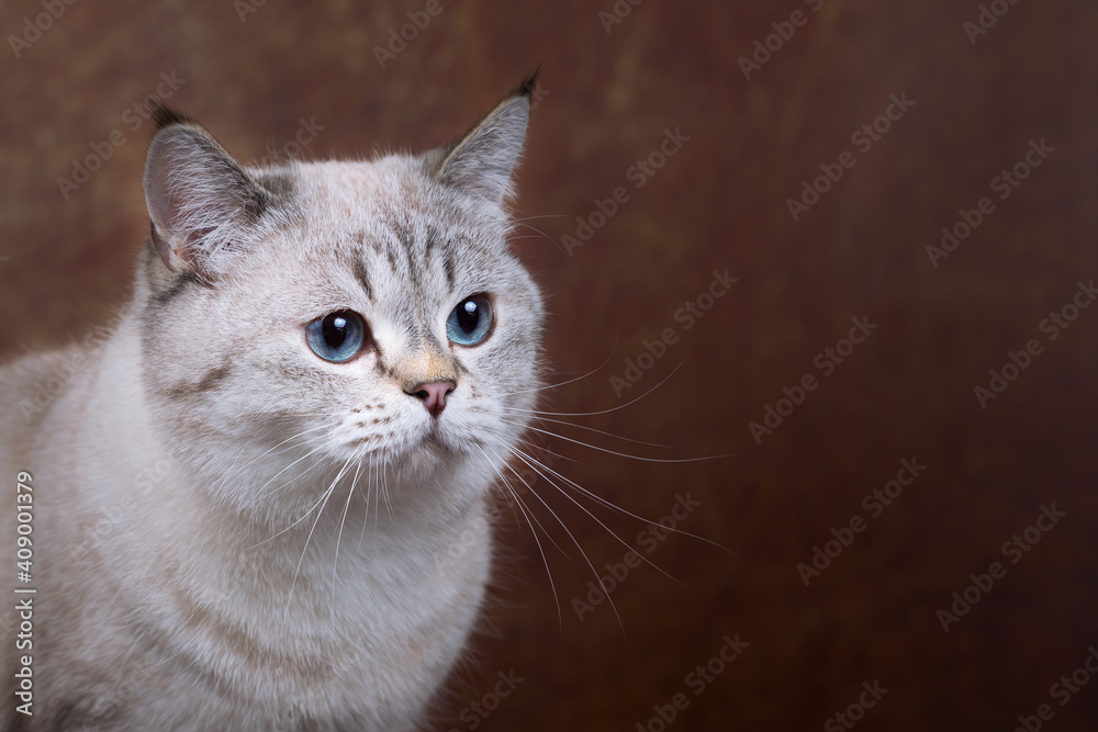 Rassekatze Kater Kitten Katze imposant und edel - Luxus BKH Stock Photo |  Adobe Stock