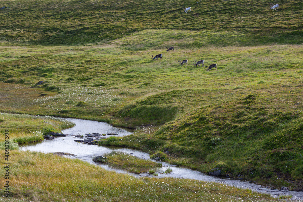Reindeers are grazed on river bank in the tundra, Finnmark, Northern Norway