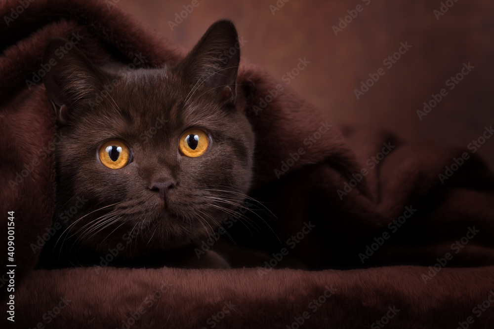 Britisch Kurzhaar Katze mit leuchtend gelben Augen - chocolate Nahaufnahme  sehr edel Stock-Foto | Adobe Stock