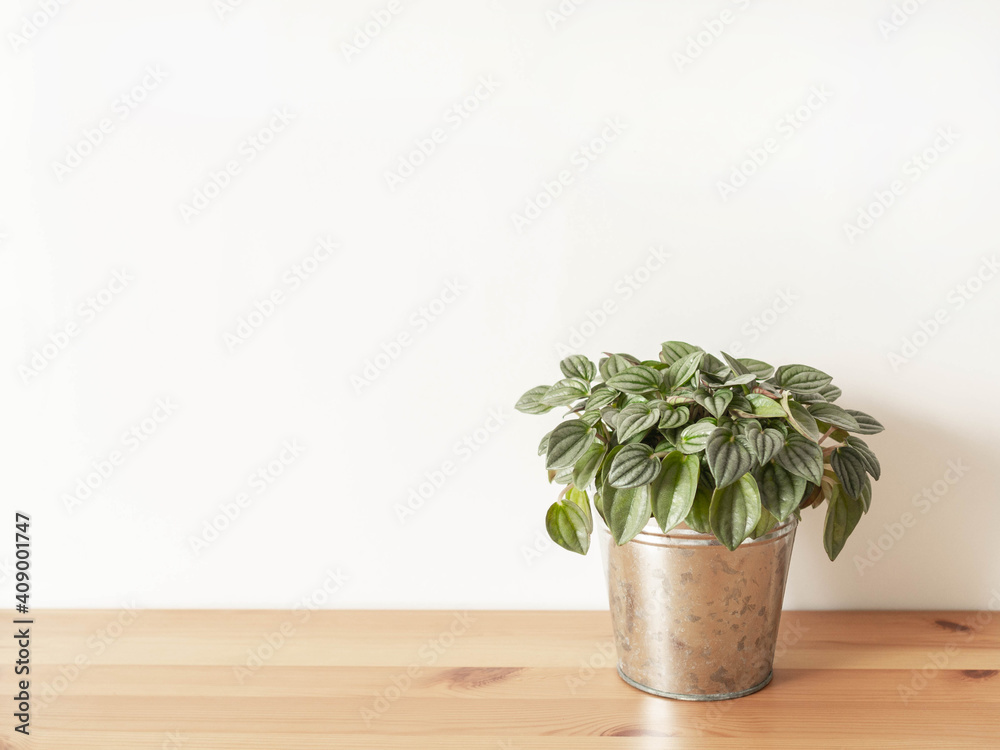 Peperomia argyreia houseplant in pot on white background
