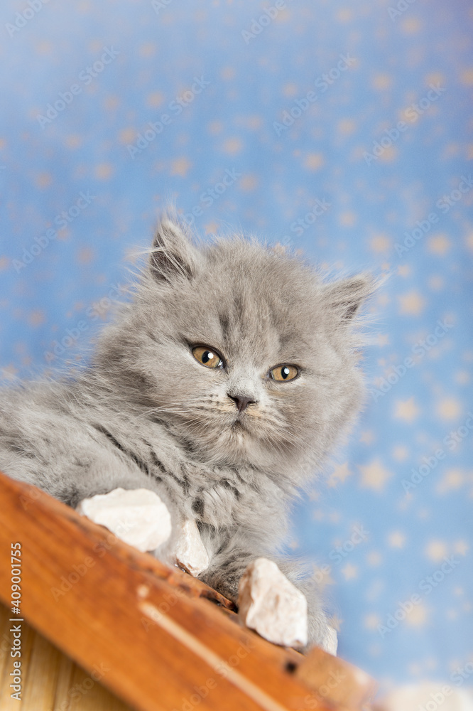 Portrait eines süßen Britisch Langhaar Kitten