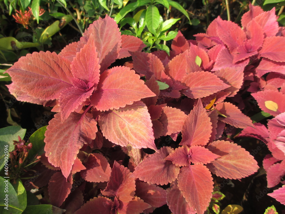 scenic view of plants for multipurpose use scenic view of plants for multipurpose use