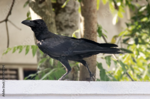 Indian jungle crow photo