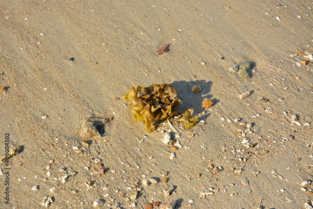 a small sea weed on the yellow sand beach in sunny afternoon a small sea weed on the yellow sand beach in sunny afternoon