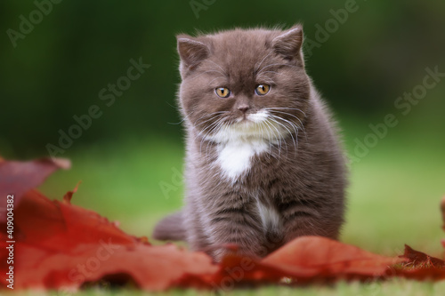Edel - Katzenbaby - extrem niedlich beim kuscheln