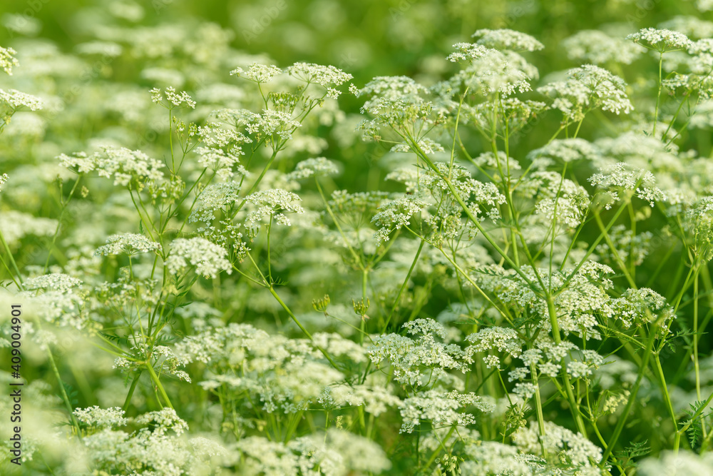 Anise flower field. Food and drinks ingredient. Fresh medicinal plant. Seasonal background. Blooming anise field background on summer sunny day.