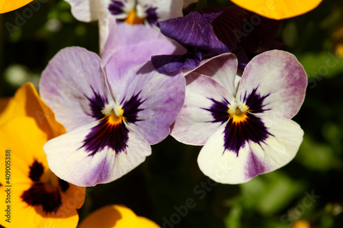 Stiefmütterchen Blumen, Blumenbeet, Deutschland, Europa
