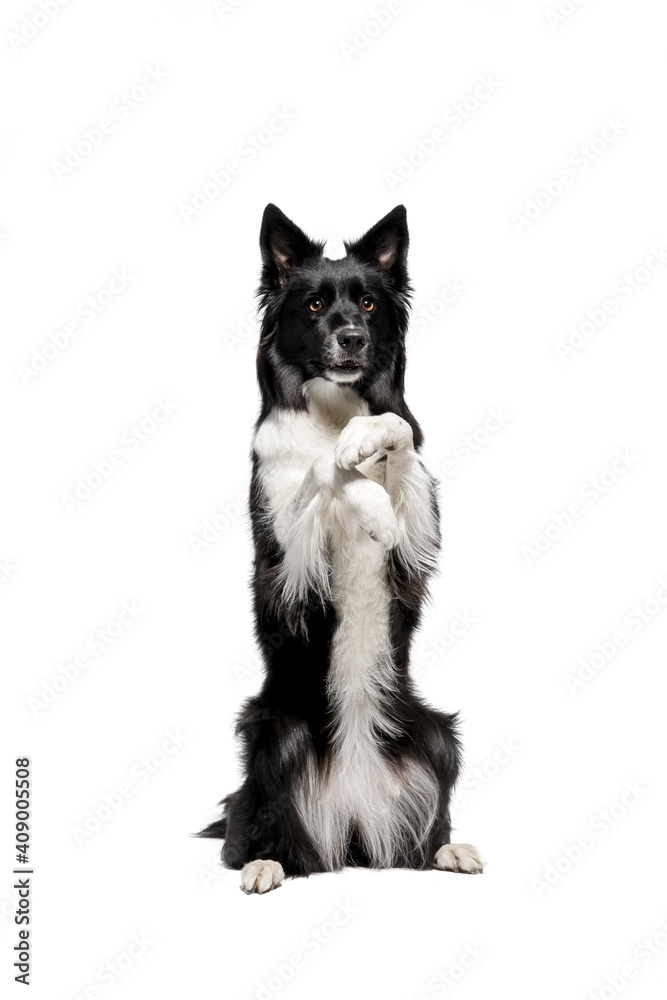 Border Collie dog isolated on white background Border Collie dog isolated on white background
