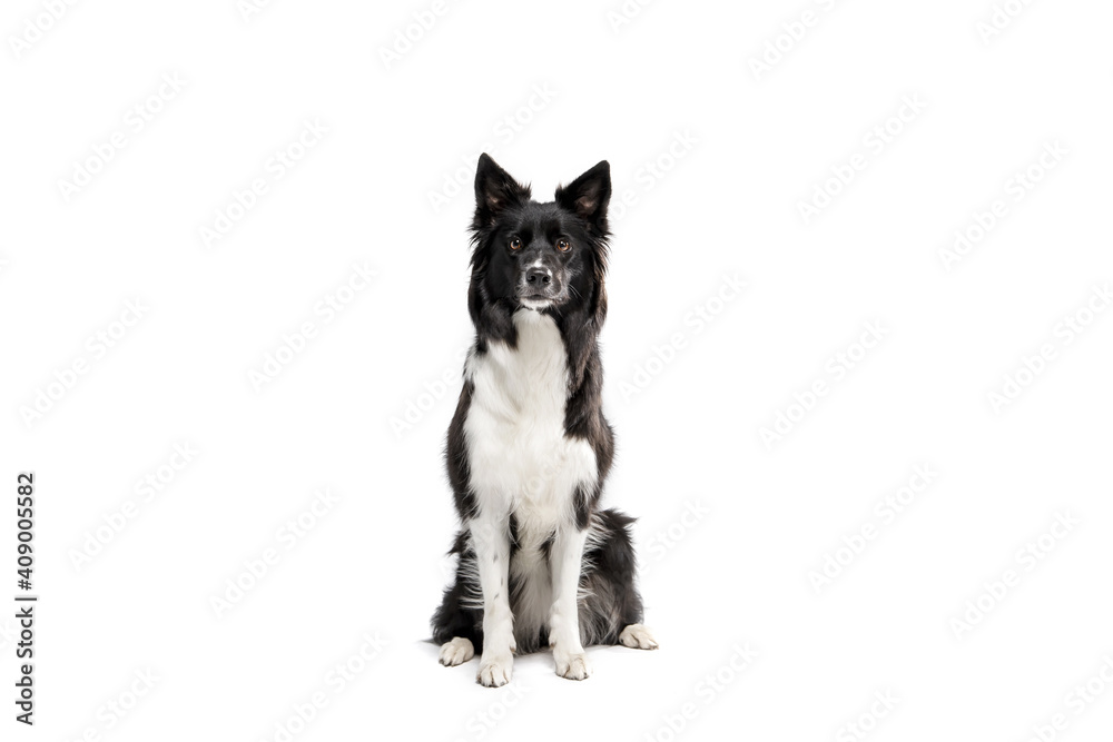 Border Collie dog isolated on white background