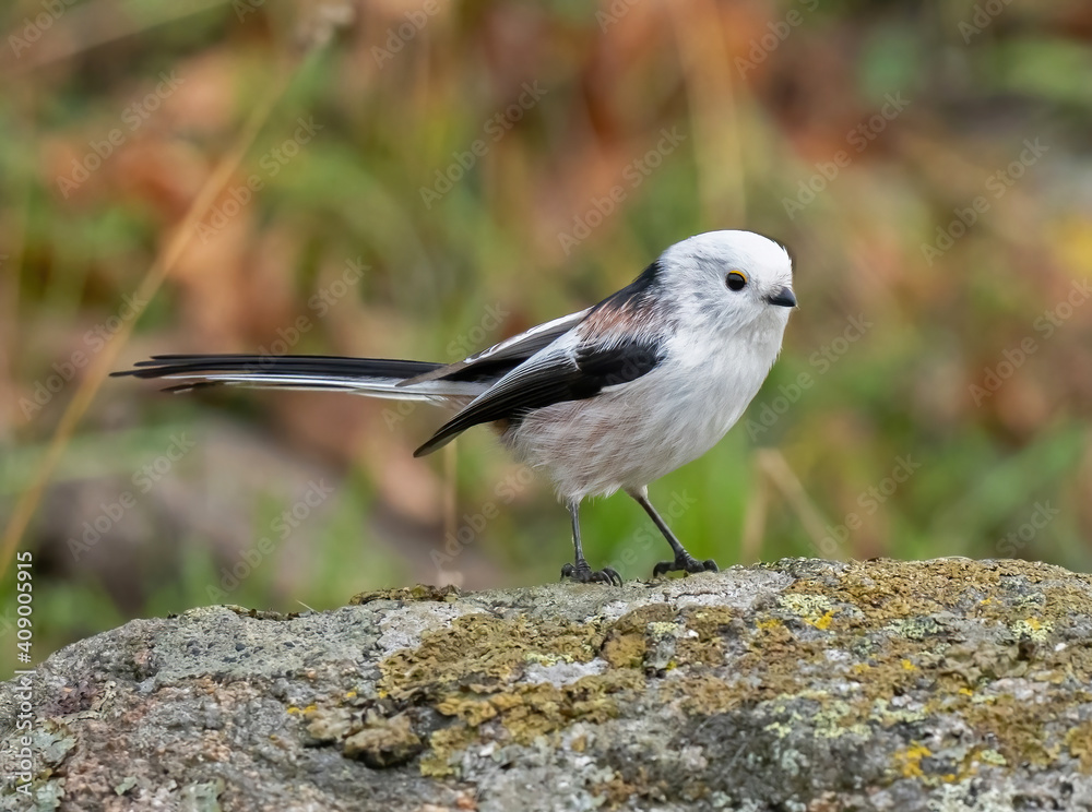 Fototapeta premium The long-tailed tit or long-tailed bushtit (Aegithalos caudatus).