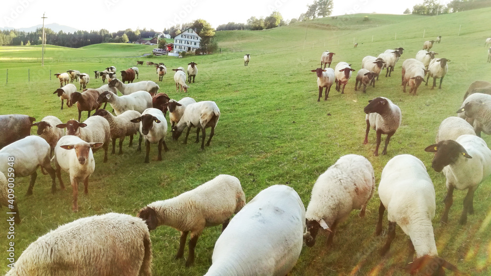 Obraz premium Suffolk Schafe