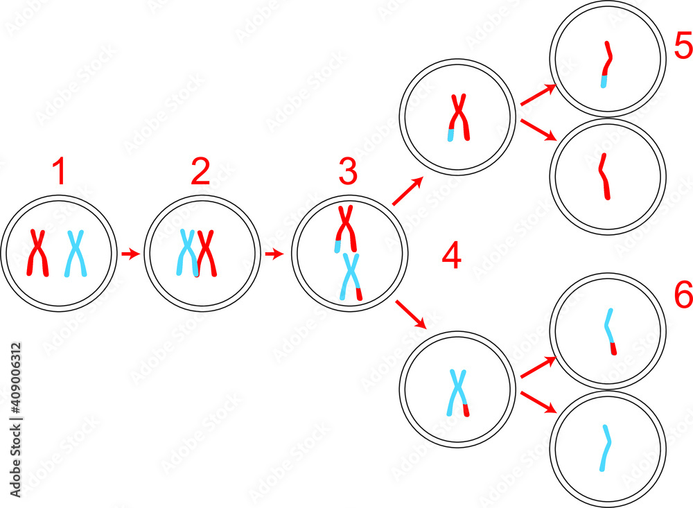 Vector Illustration of Meiosis Part Replacement, Crossing-over an ...