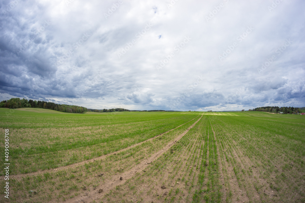 Young shoots field under densy clouds Young shoots field under densy clouds