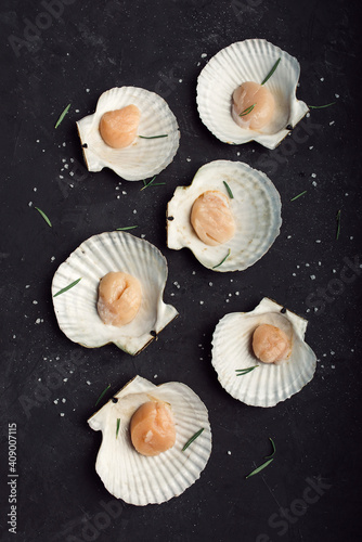 Scallops in the shelsl. On a black background. Many. Sea salt. photo