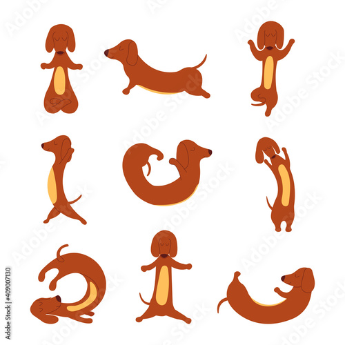 Dachshund practices yoga and meditates. Set Yoga dog, relaxation and sports. Different poses for training. Vector isolated colorful cartoon illustration. Hand drawn animal