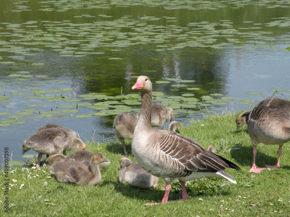 Fototapeta premium Ducks in a park of Copenhagen