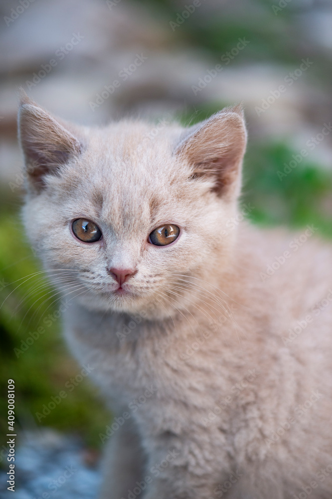 Britisch Kurzaar Kitten in der Farbe lilac