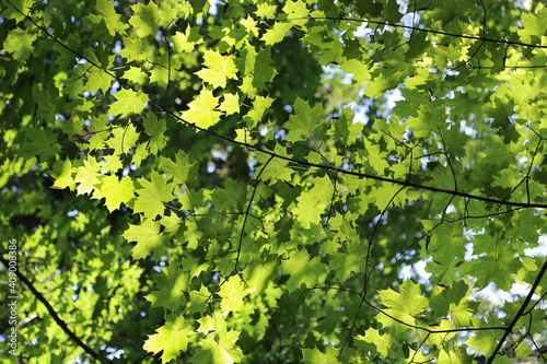 Bright green leaves of maple glowing in sunlight