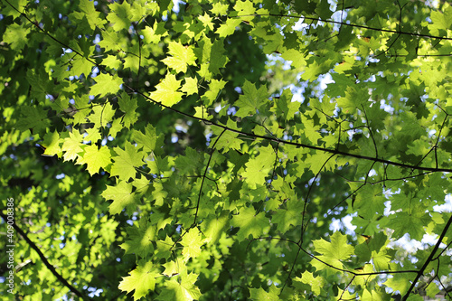 Bright green leaves of maple glowing in sunlight photo