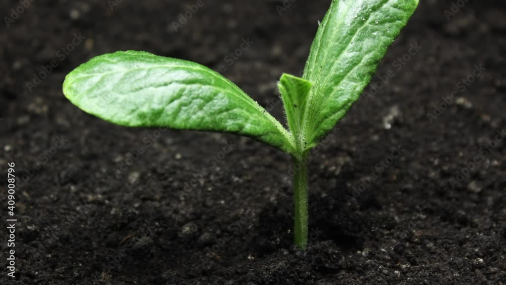 Growing plants in spring timelapse, sprouts germination from pumpkin seed in greenhouse agriculture, Natural Food Growing plants in spring timelapse, sprouts germination from pumpkin seed in greenhouse agriculture, Natural Food