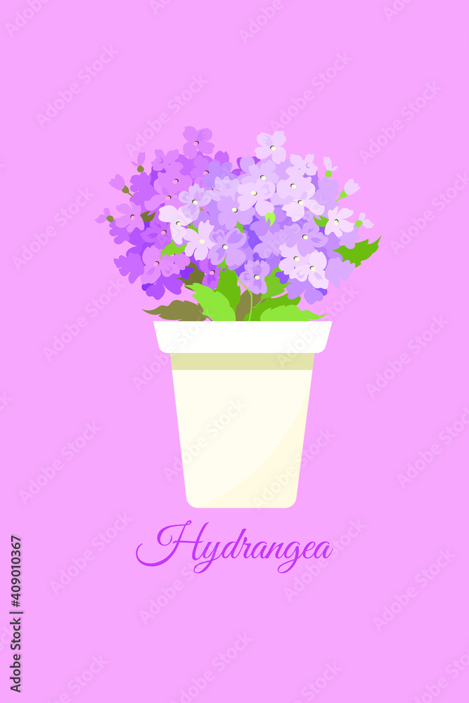 Obraz premium Vector illustration. A pot of hydrangea flowers in a pot on a pink background. The inscription on a postcard 