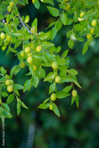 Green background of branches of jujube (jujube real, Chinese date, capiinit, jojoba, lat. In the process jujuba). It's summer