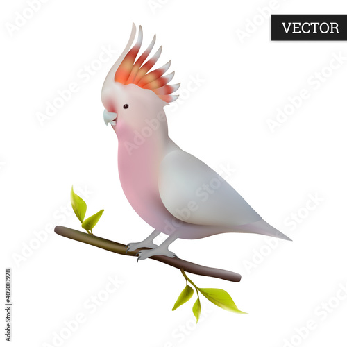 Major Mitchell's cockatoo isolated on a white background. Realistic (Lophochroa leadbeateri) bird of Australia. Vector illustration 3D. Pink cockatoo on branch. Wild bird icon. Design element.