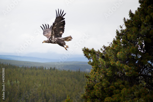 Eagle taking flight from a pine tree.