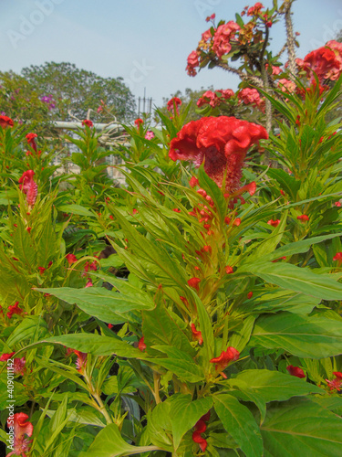 the flowers fill in January