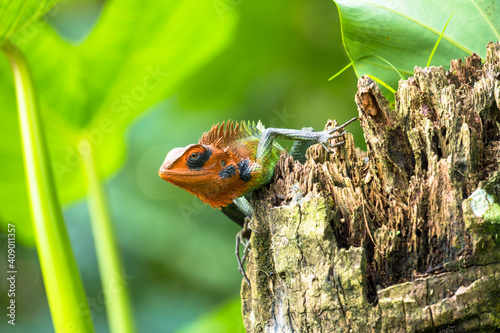 Green Forest Lizard