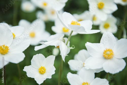 White anemone flowers on a glade