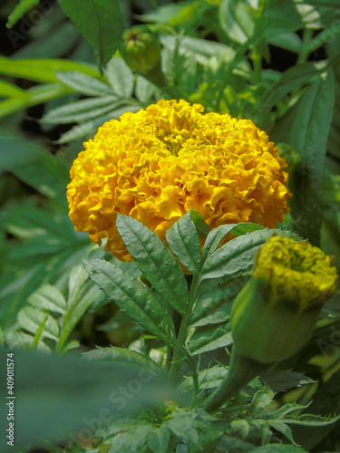 the flowers fill in January